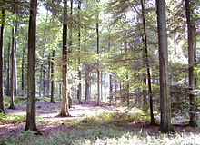 La forêt de Soignes.