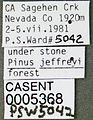 Formica microphthalma casent0005368 label 1.jpg