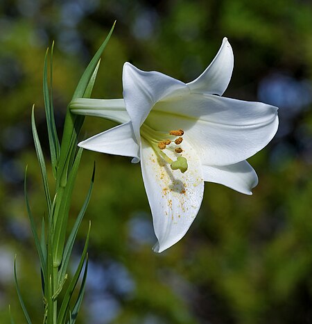 Lilium_formosanum