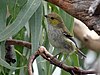Forty-spotted Pardalote.jpg
