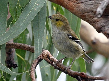 The IBA is an important area for forty-spotted pardalotes Forty-spotted Pardalote.jpg