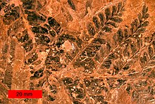 Fossile Samenfarnblätter aus dem späten Karbon des nordöstlichen Ohio.