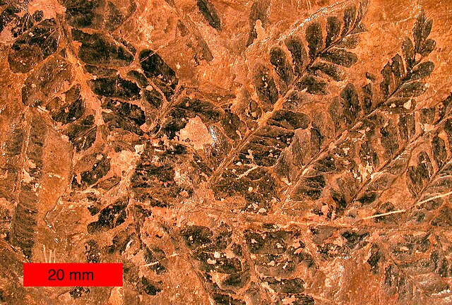 Fossil of Neuropteris ovata.