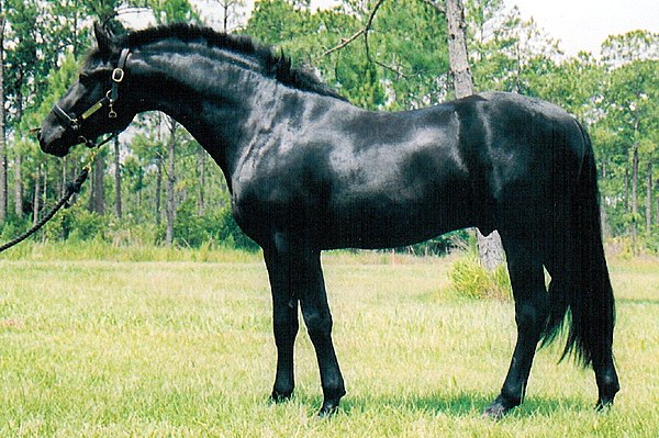 A black horse