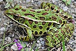 Northern leopard frog (Lithobates pipiens)