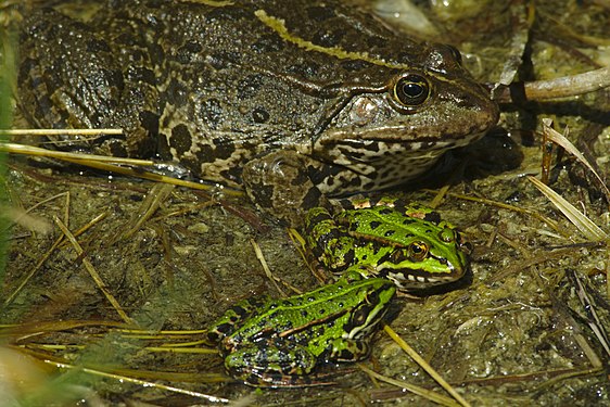 Frogs in the Schwarzhölzl nature reserve