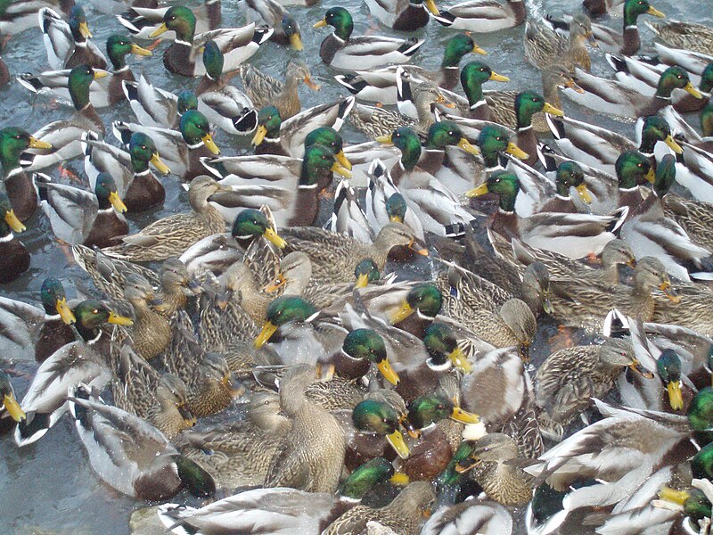 File:Gaggle of ducks 1.jpg