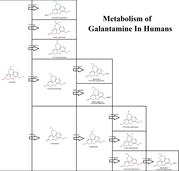 File:Galantamine Metabolism.png