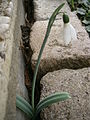 Galanthus elwesii between paving stones