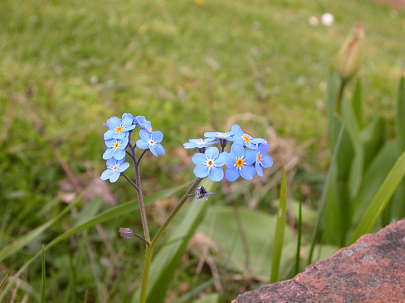 File:Garden flowers in Thouars.jpg