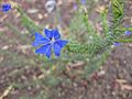 Lechenaultia biloba (Asterales)