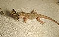 Moorish gecko (Tarentola mauritanica) in Greece