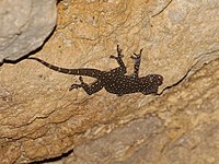 Gekko pradapdao