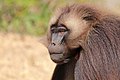 * Nomination Gelada (Theropithecus gelada gelada), male, Ethiopia --Charlesjsharp 16:09, 31 January 2018 (UTC) I love this one, excellent quality --The Photographer 16:29, 31 January 2018 (UTC) * Promotion