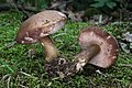 Tylopilus felleus