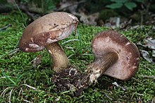 Two somewhat dingy-looking brownish mushrooms with brown bruising in moss.