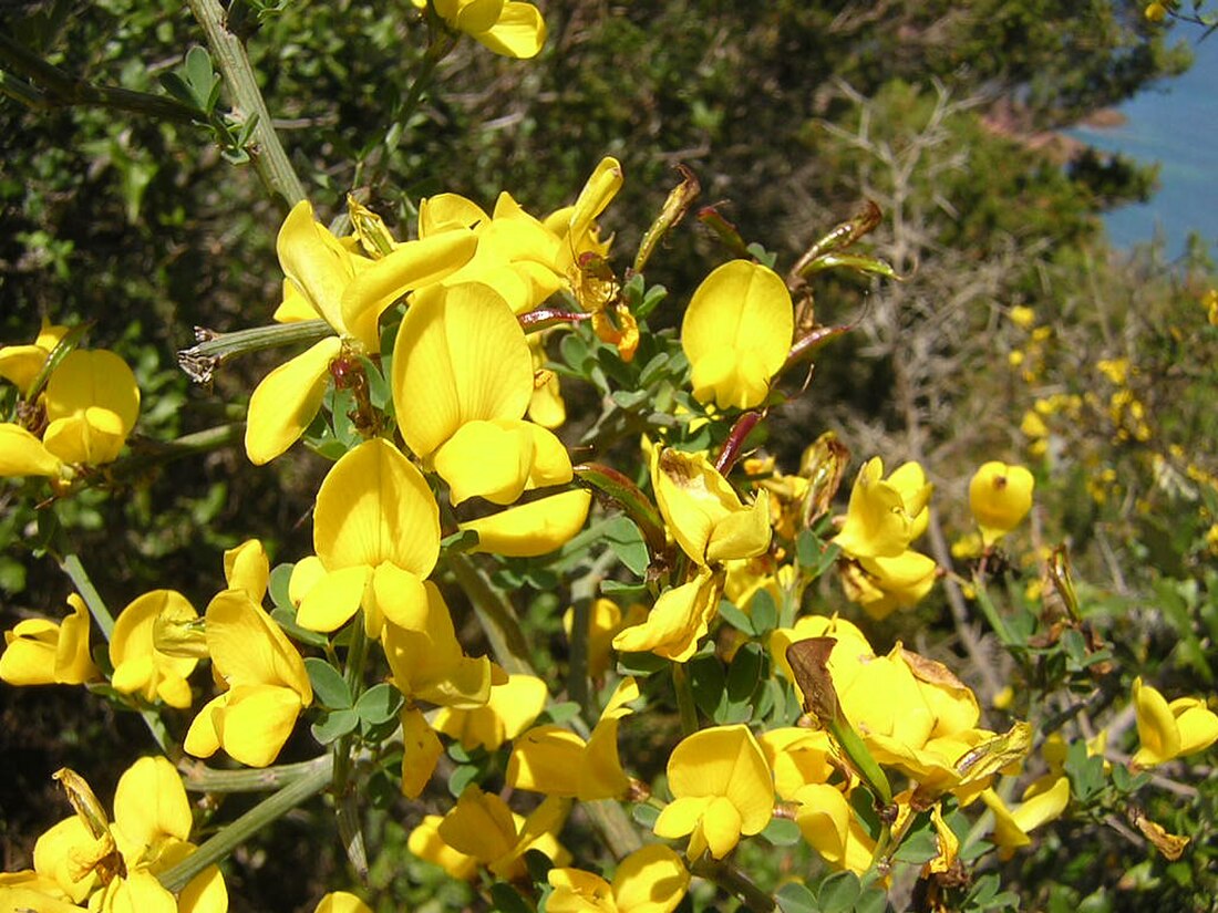 Genista scorpius