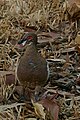 Partridge pigeon