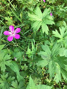 Geranium palustre flowering.jpg