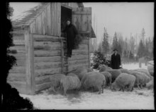 Homem em uma escada de um loft de feno.  O homem está recebendo feno para ovelhas.