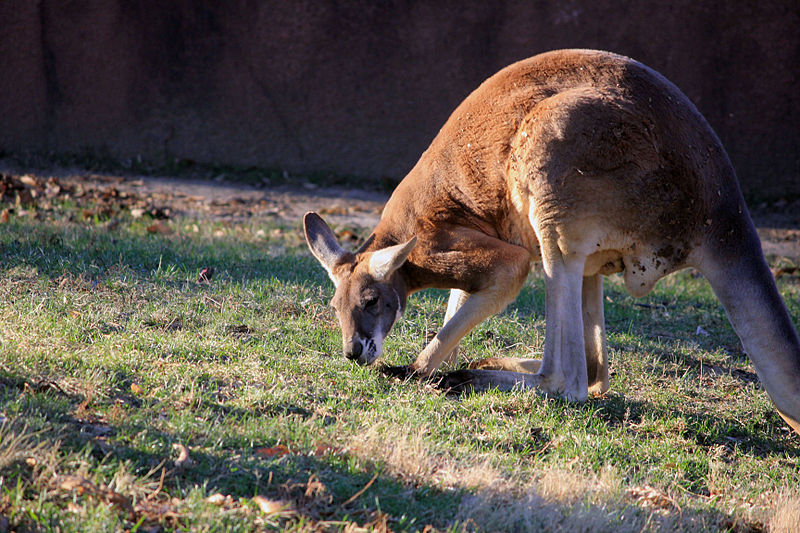 File:Gfp-red-kangaroo-side.jpg