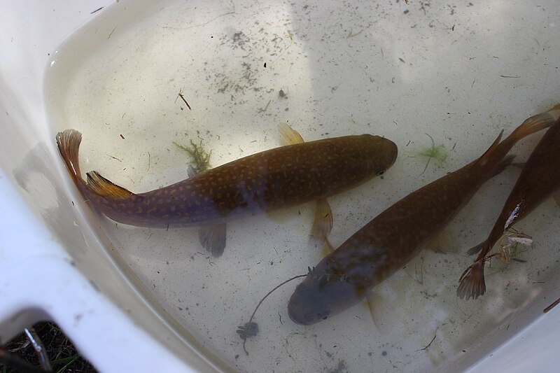 File:Giant kōkopu found in the fish survey of Waiwhetū Stream.jpg