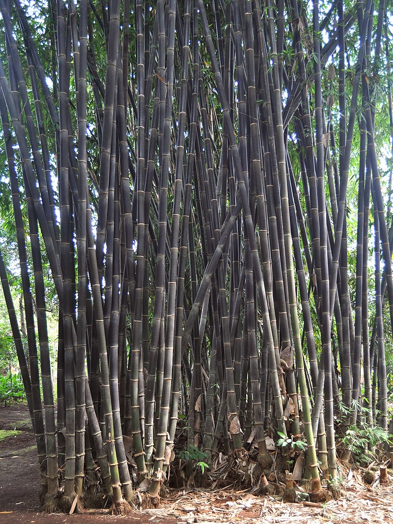 Bambu Hitam Wikipedia Bahasa Indonesia Ensiklopedia Bebas