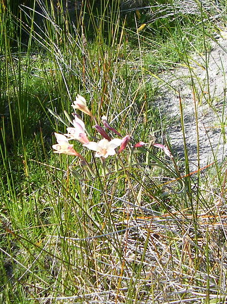 File:Gladiolus angustus.jpg