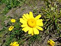 Glebionis coronaria Ojo de buey