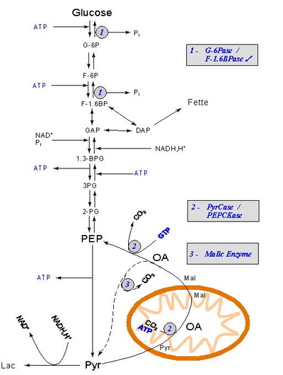 Gluconeogenesis.png