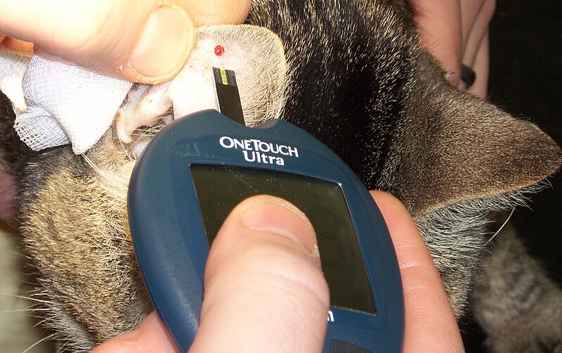 File:Glucose-measurement-cat.jpg
