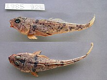 Gobionotothen marionensis, lobus-bibir notothen.jpg