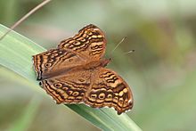 Golden banci (Junonia chorimene).jpg