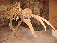 Gomphotherium.JPG