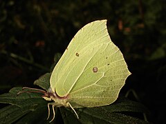 ♂