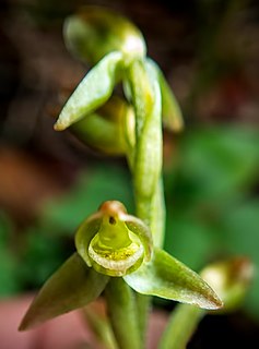 <i>Goodyera umbrosa</i> Species of orchid