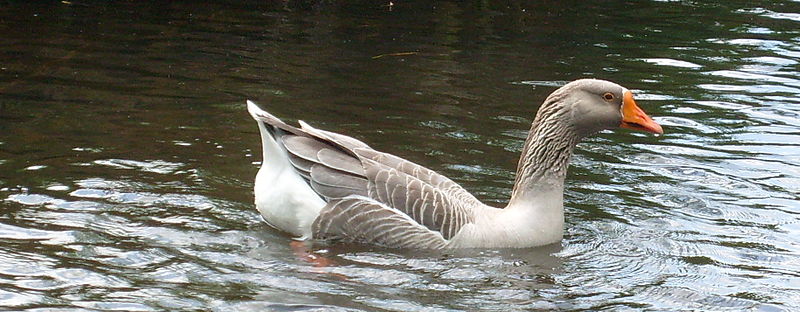 File:Goose (3625095627).jpg