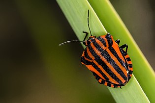 Graphosoma lineatum