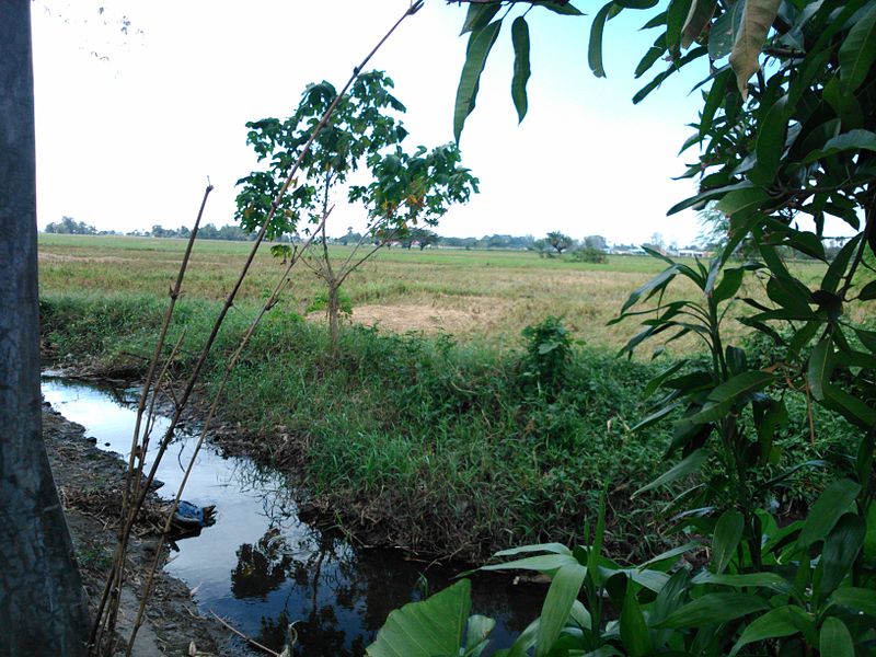 File:Grassy landscape in Nueva Ecija.jpg