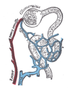 Дистрибуција крвних судова у кортексу бубрега. (Иако слика означава еферентни крвни суд као вену, то је заправо артериола.)