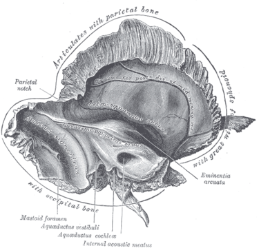 Internal auditory meatus - Wikipedia