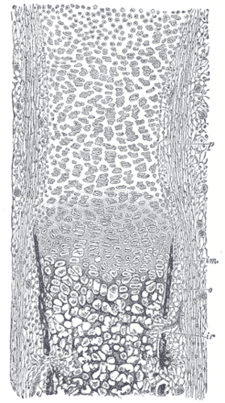 Typical ossification center formation in a developing long bone of a fetal cat. Gray79.png