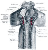 Anatomie du nerf vague et placement de l'électrode bipolaire de