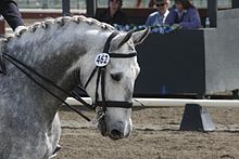 Tête d'un cheval gris monté en bride.