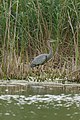 * Nomination Great Blue Heron --Fabian Roudra Baroi 05:13, 2 March 2023 (UTC) * Decline That’s a grainy photo. Why ISO speed rating: 3,200 and exposure time: 1/1,250 sec? --Mister rf 09:09, 5 March 2023 (UTC) I wanted to take a picture of the bird taking off. --Fabian Roudra Baroi 04:30, 6 March 2023 (UTC)  Oppose So, with so much noise, a photo of a bird in flight would have been a good image to promote? Sorry, not a QI for me. --Mister rf 08:04, 6 March 2023 (UTC)@Mister rf: Thanks for your review, Ik that. But at that time I didn't know much about commons. My pictures were driven towards social media. My recent pics are more towards common. --Fabian Roudra Baroi 20:00, 6 March 2023 (UTC) @Fabian Roudra Baroi: It’s more related to know the limits of your gear. For that camera above ISO 800, is a no, no, on any daylight pics. There should not be two quality sets for photos, personal ones and Commons ones. --Mister rf 07:38, 7 March 2023 (UTC)
