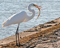 Buyuk Egret Fish.jpg