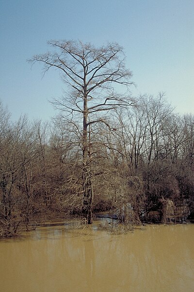File:Great River Road - Flooded Tree beside the Great River Road - NARA - 7719020.jpg