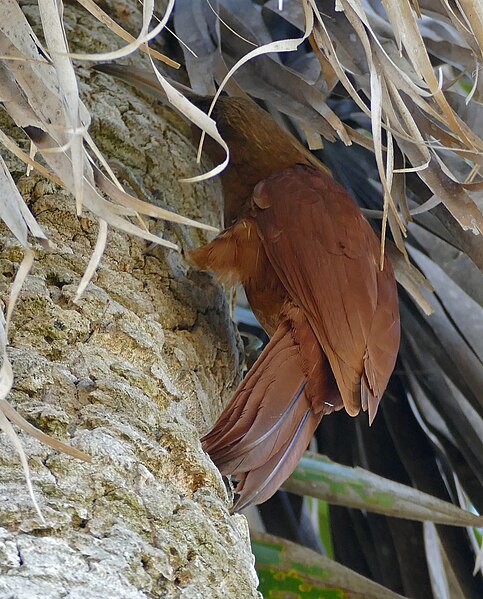 File:Great Rufous Woodcreeper (Xiphocolaptes major) foraging in a palm tree (29362716555).jpg