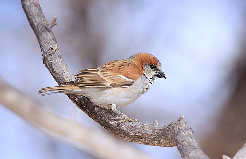 File:Great Sparrow.jpg