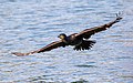 * Nomination Great cormorant (Phalacrocorax carbo) flying --Alexis Lours 07:21, 24 March 2022 (UTC) * Promotion  Support Good quality. --Ermell 08:36, 24 March 2022 (UTC)